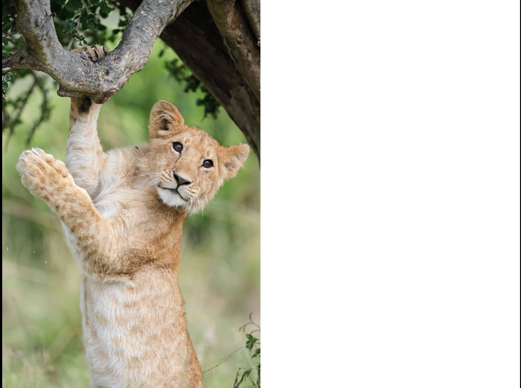 Grandes Gatos Africanos - Imagen 3