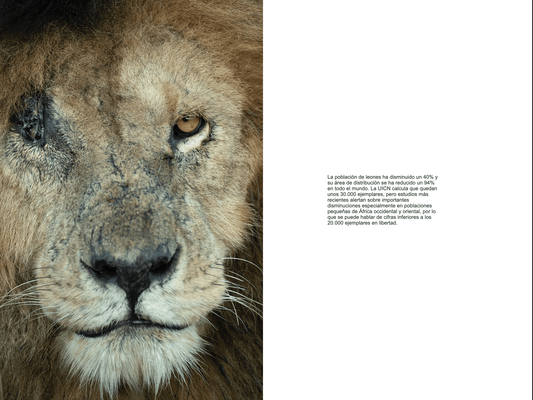 Grandes Gatos Africanos - Imagen 8