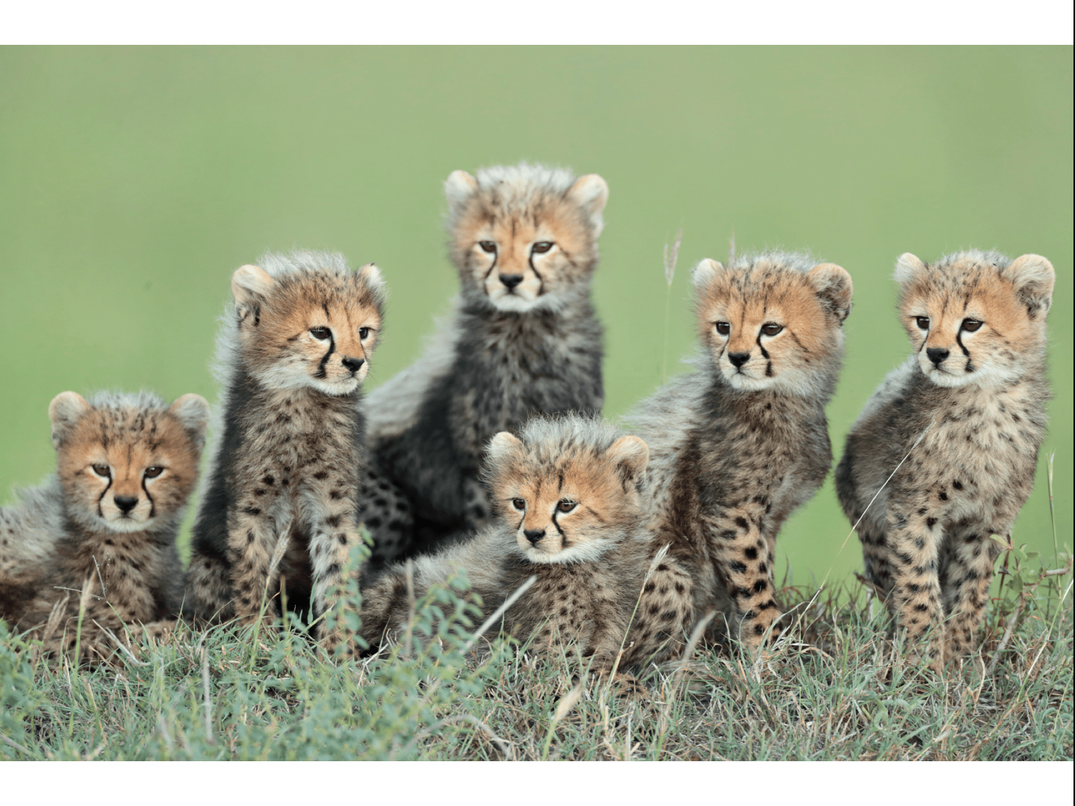 Grandes Gatos Africanos - Imagen 5