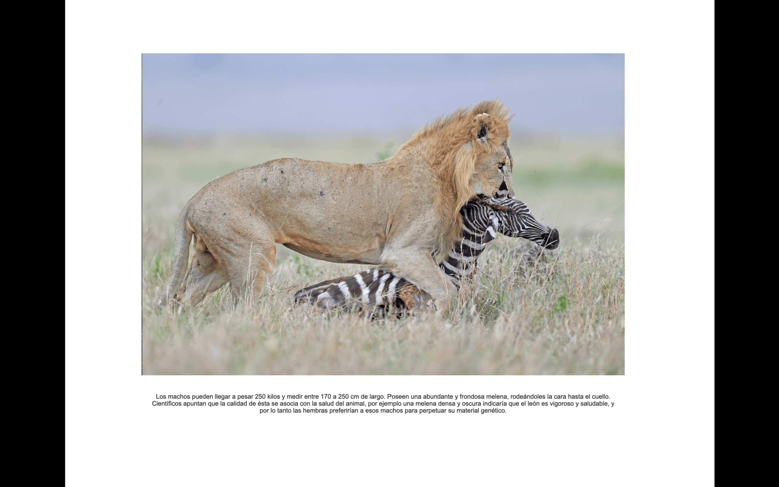 Grandes Gatos Africanos - Imagen 4