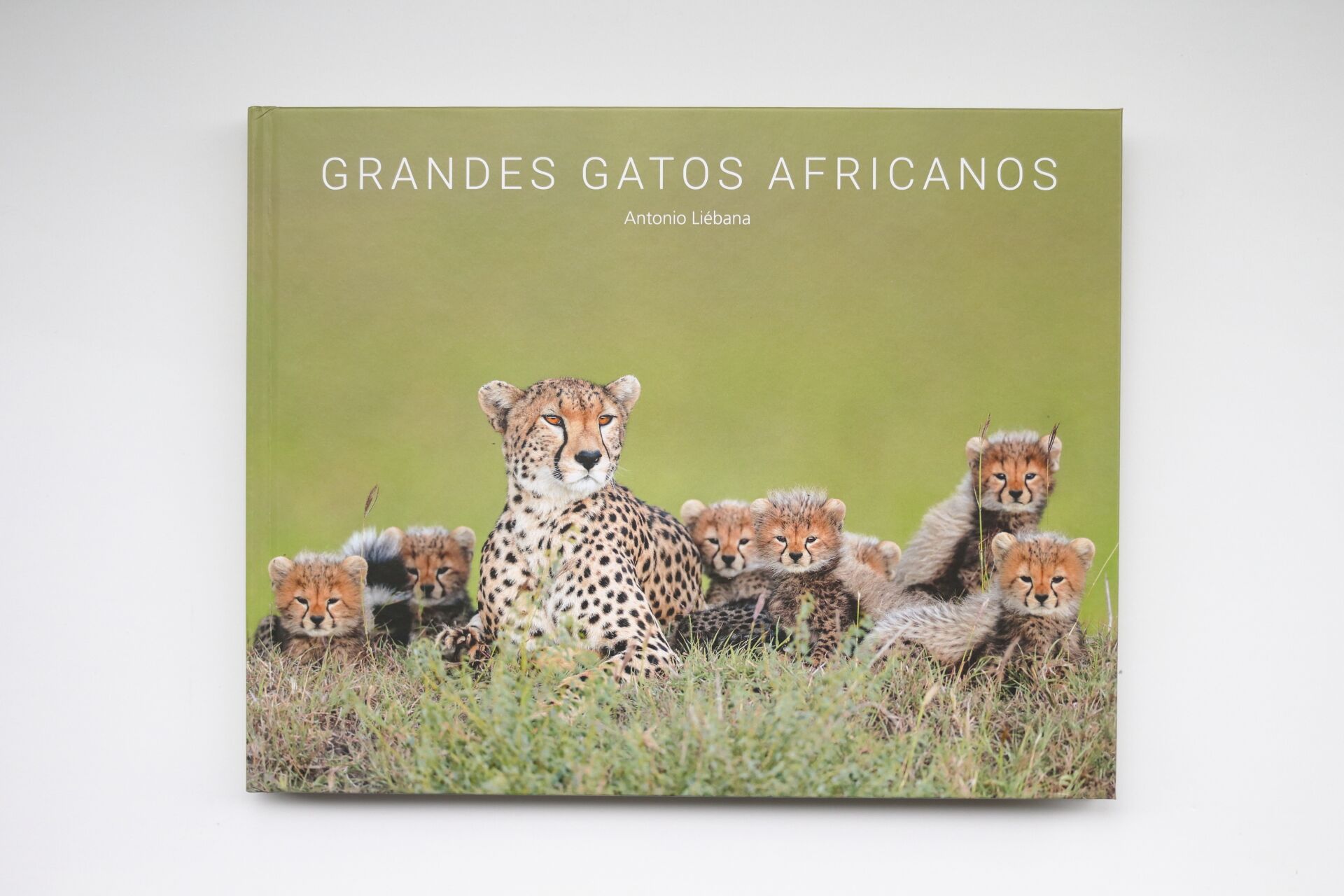 Grandes Gatos Africanos