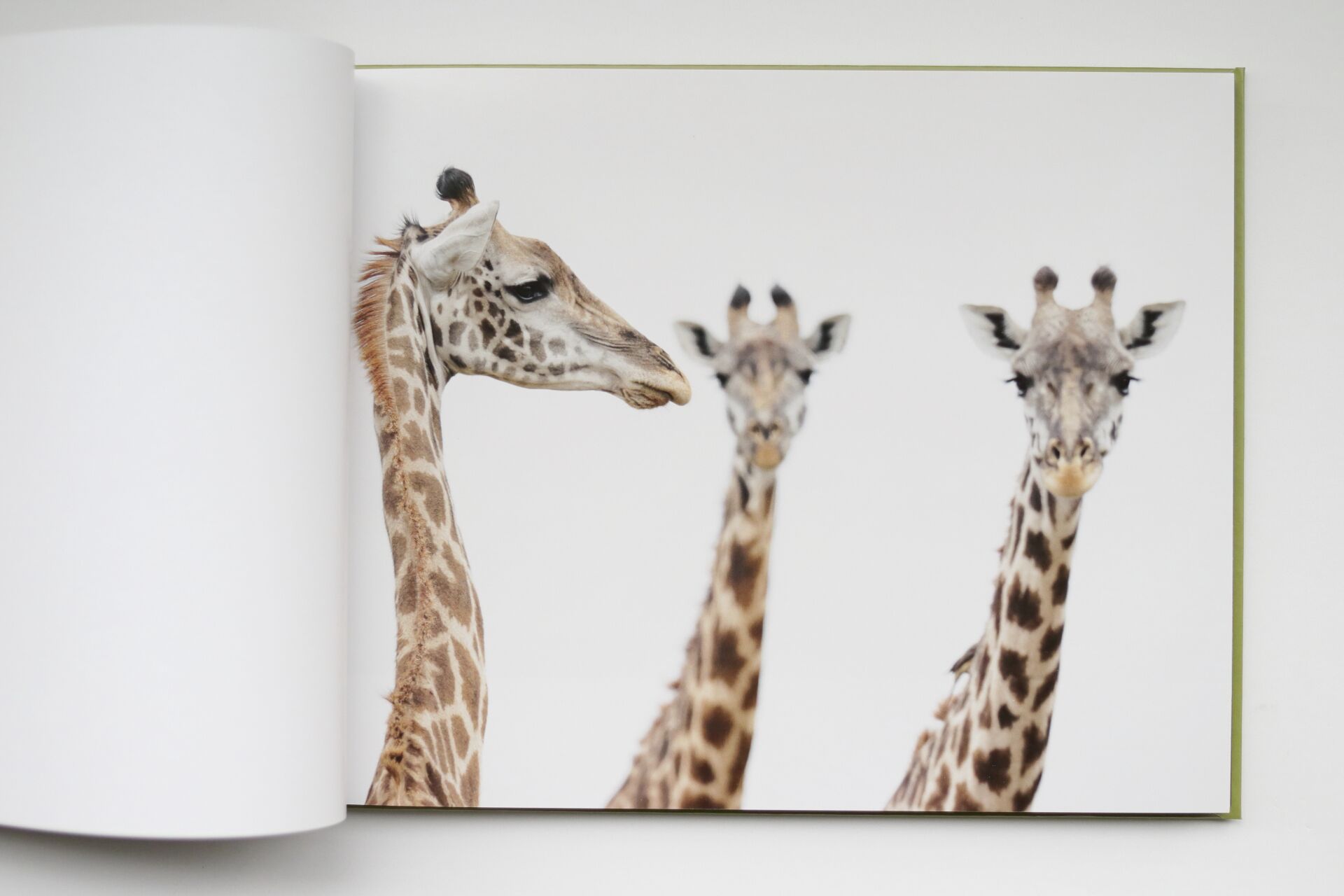 Grandes Gatos Africanos - Imagen 9