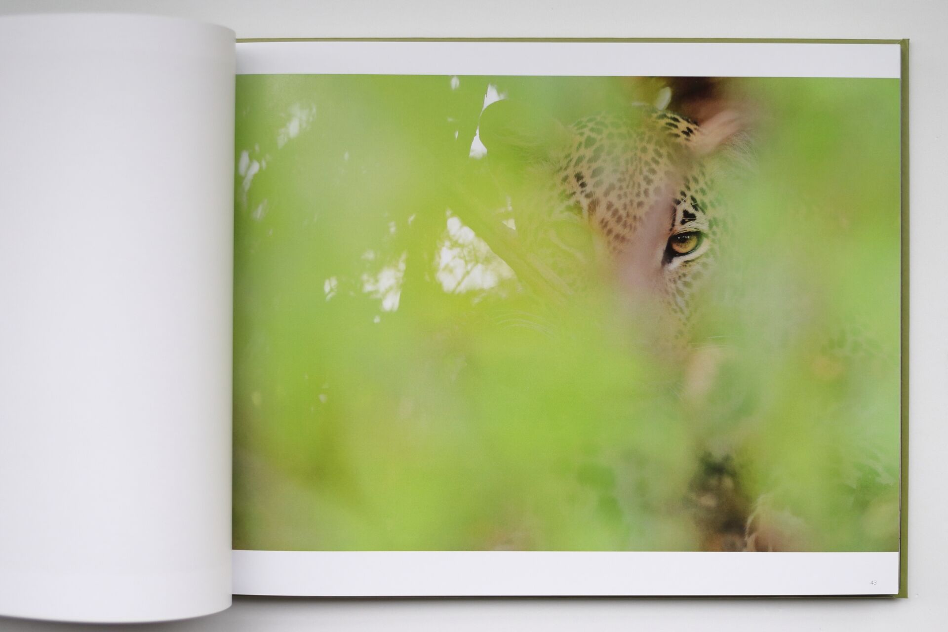 Grandes Gatos Africanos - Imagen 14