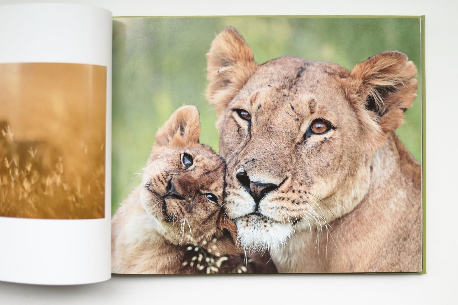 Grandes Gatos Africanos - Imagen 2