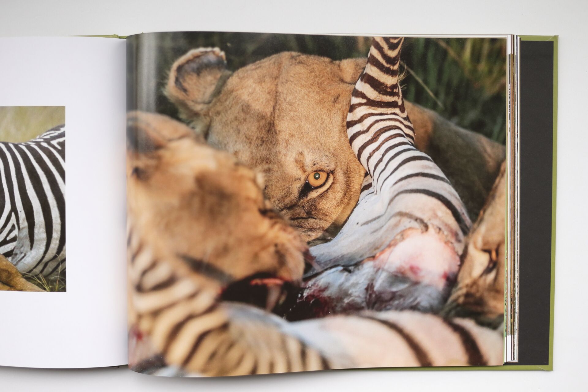 Grandes Gatos Africanos - Imagen 13