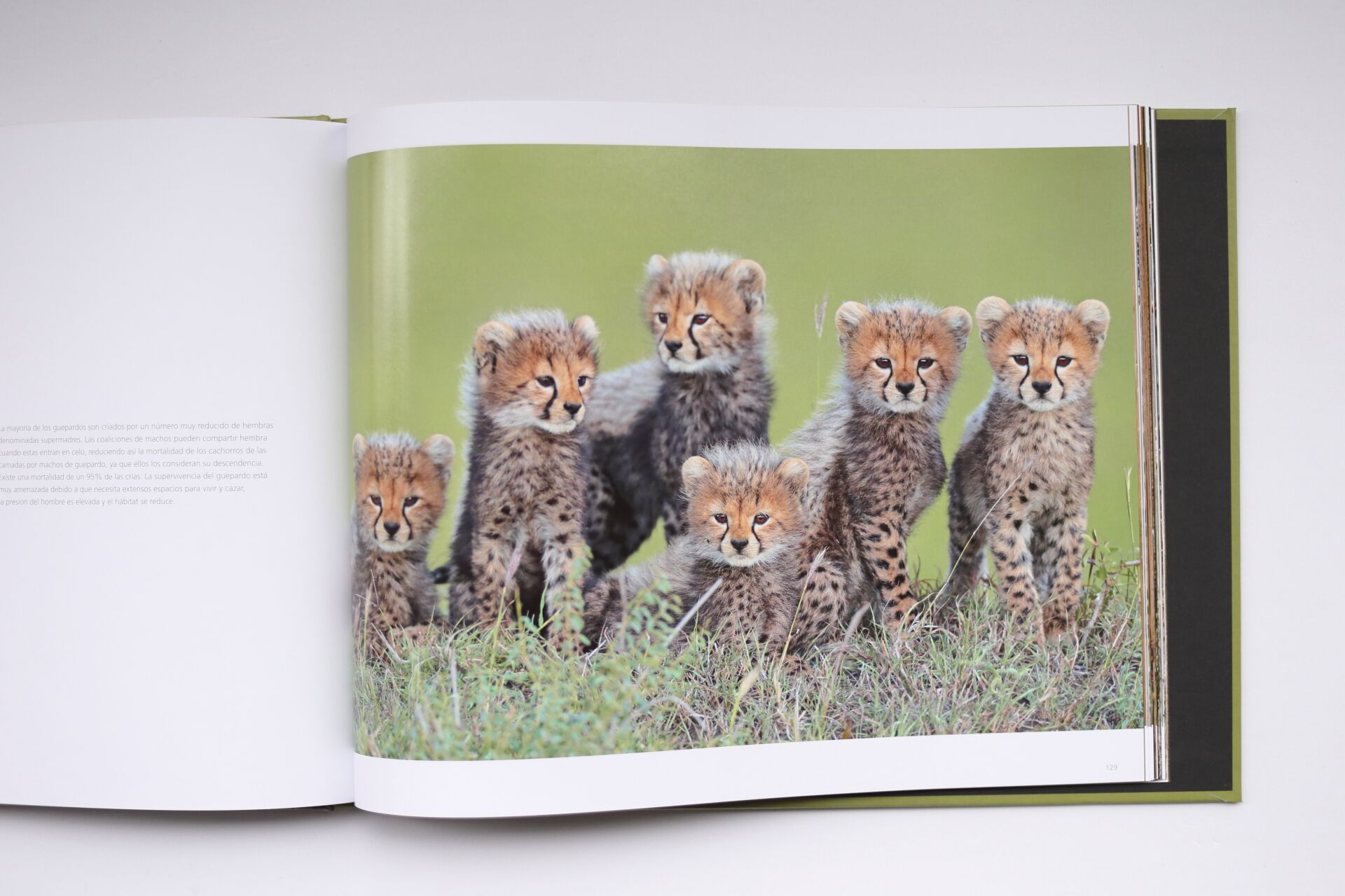 Grandes Gatos Africanos - Imagen 12