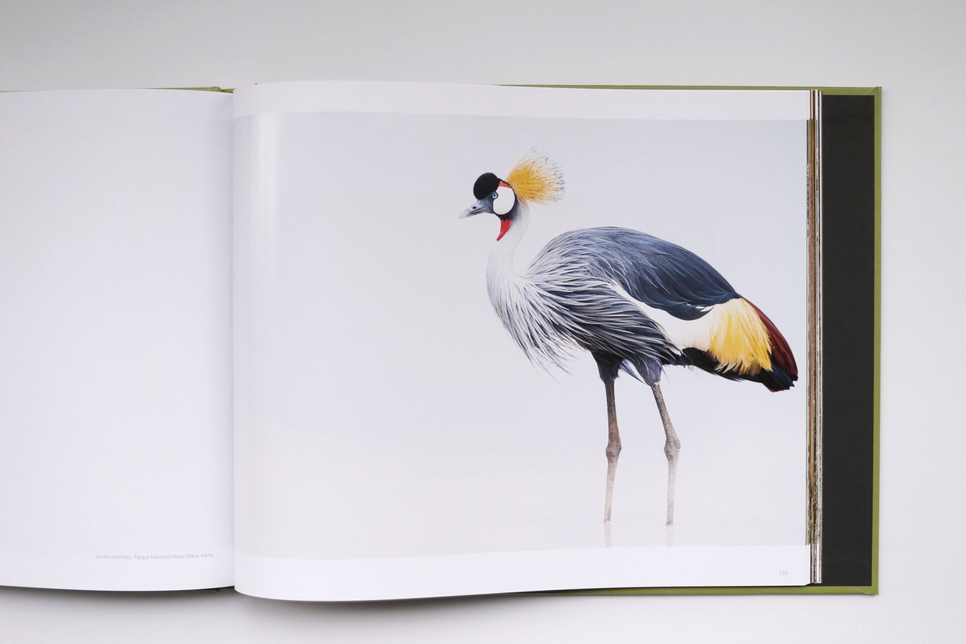 Grandes Gatos Africanos - Imagen 11