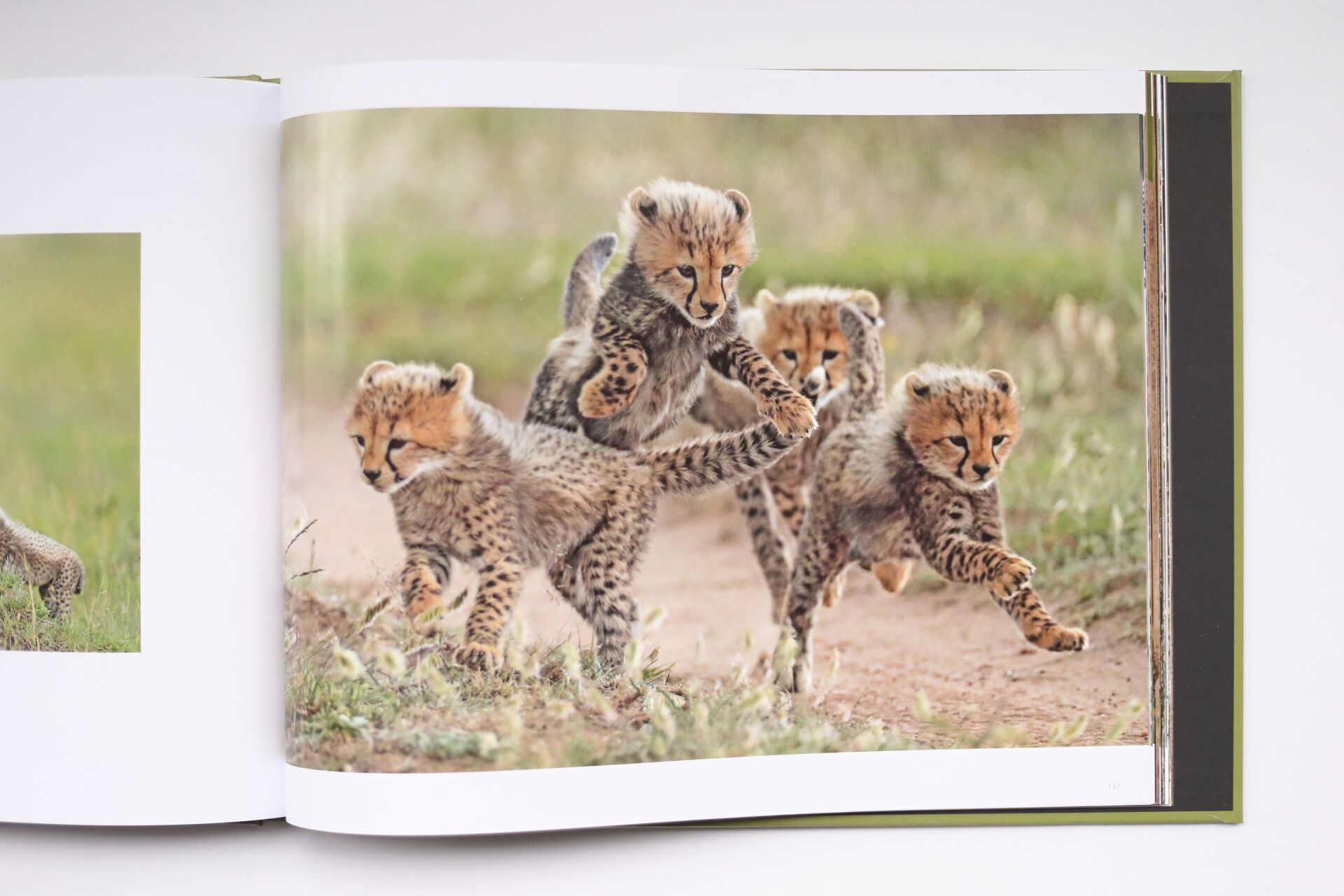 Grandes Gatos Africanos - Imagen 10